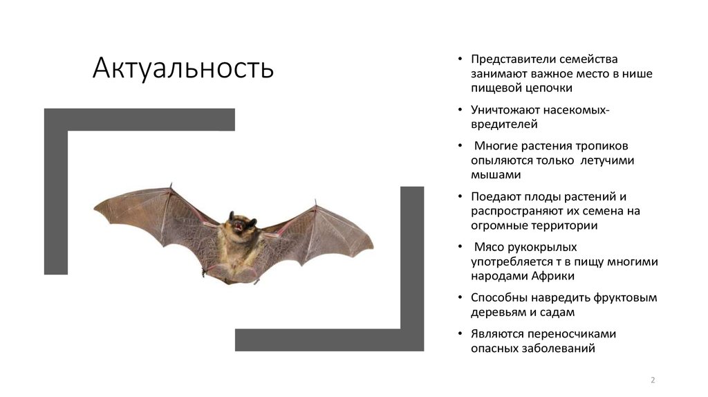 Рукокрылые представители