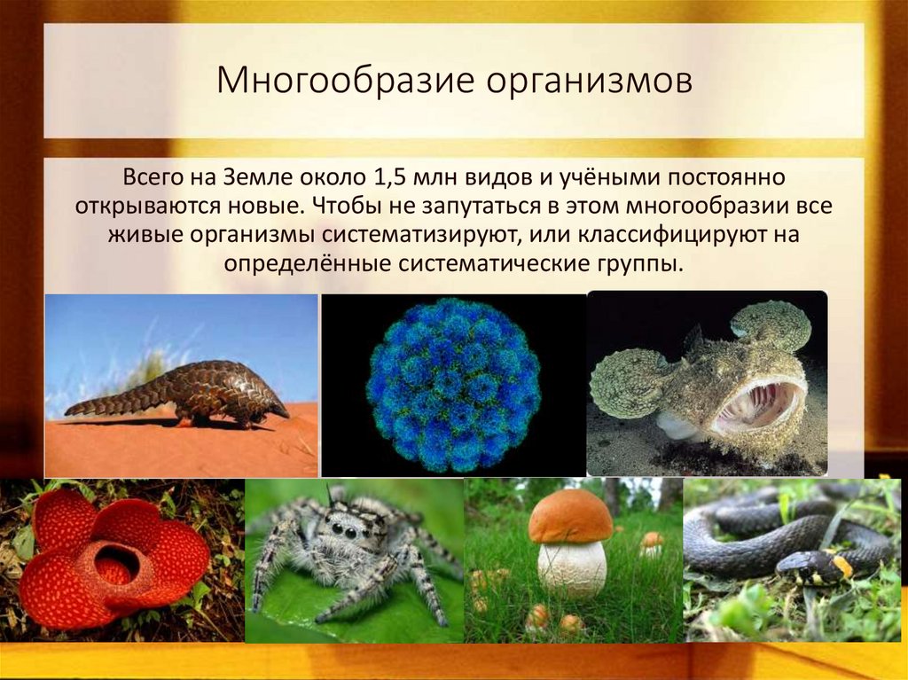 Как можно объяснить высокое разнообразие животных. Многообразие организмов. Разнообразие живых организмов. Разнообразие организмов на земле. Многообразие видов живых организмов.
