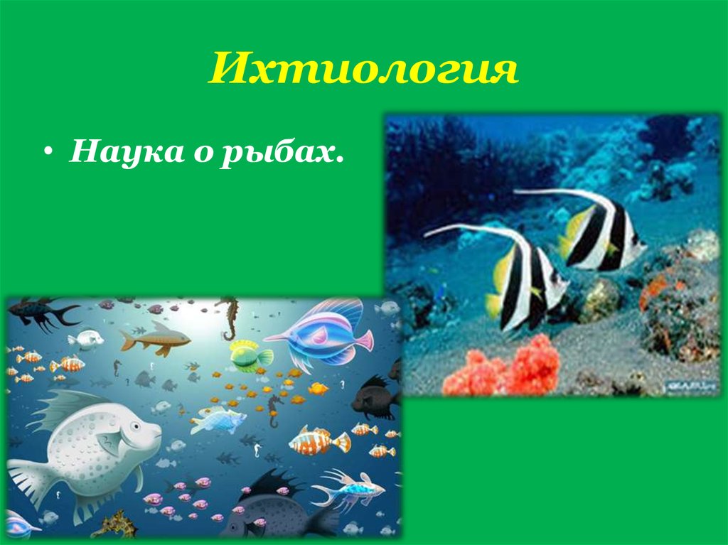 Какая биология изучает рыб. Наука о рыбах. Ихтиология это наука о. Наука изучающая рыб. Биологические науки рыбы.