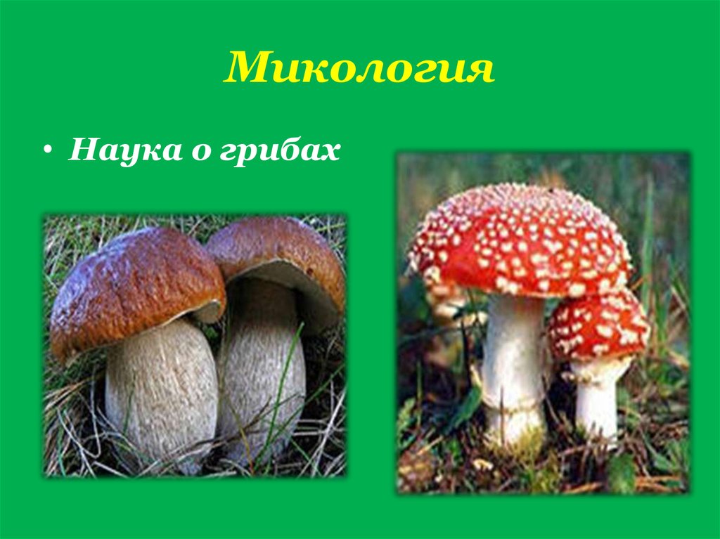 Наука которая изучает грибы. Микология изучает грибы. Микология это наука. Микология это в биологии. Микология наука о грибах 5 класс.