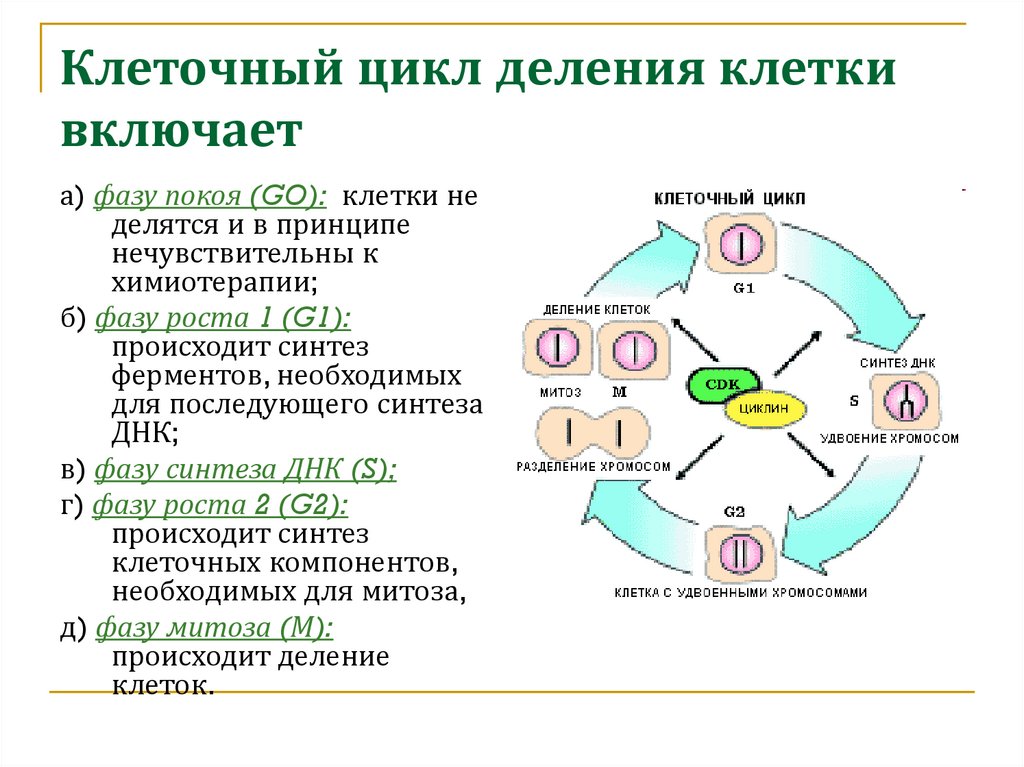 Фазы развития клетки. Схема стадий жизненного цикла клетки. Этапы жизненного цикла клетки схема. Этапы клеточного цикла соматической клетки. Фазы клеточного деления биохимия.