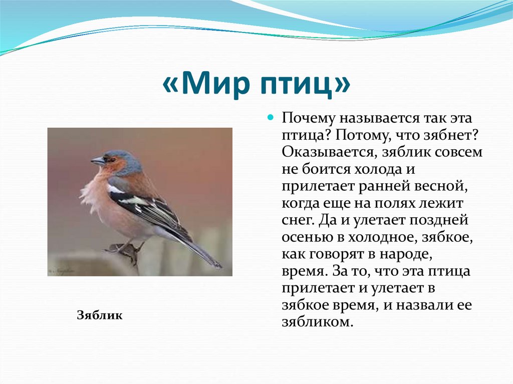 Почему птица. Зяблик почему так называется. Зяблик птица описание. Зяблик описание. Проект про зяблика.