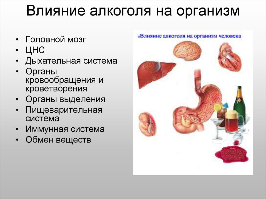 Организм пьющего человека. Влияние алкоголя на организм. Влияние алкоголя на пищеварительную систему. Влияние алкоголя на дыхательную систему. Влияние этилового спирта на пищеварительную систему.