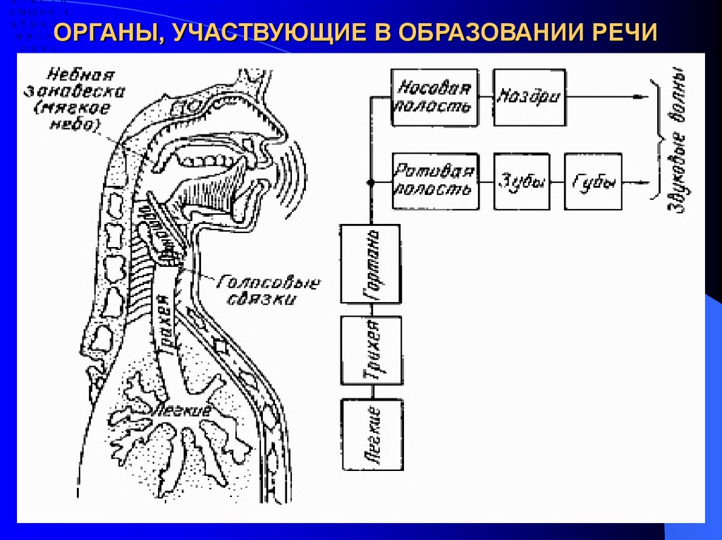 Какие органы речи. Органы речи. Органы речи схема. Органы участвующие в образовании речи. Работа органов речи.