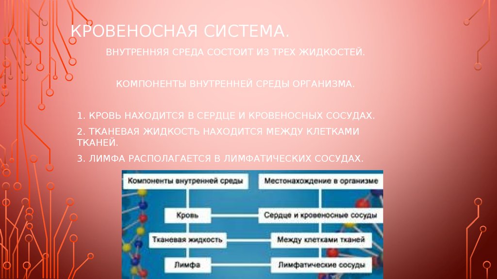 Внутренняя среда организма кровеносная система