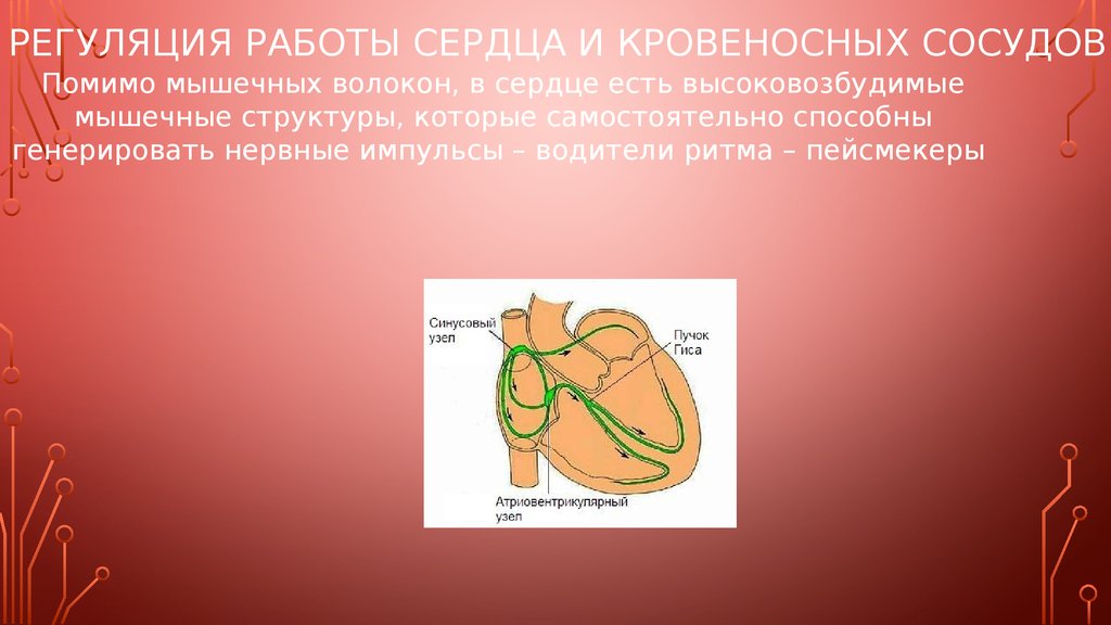 Регуляция сердечной деятельности презентация