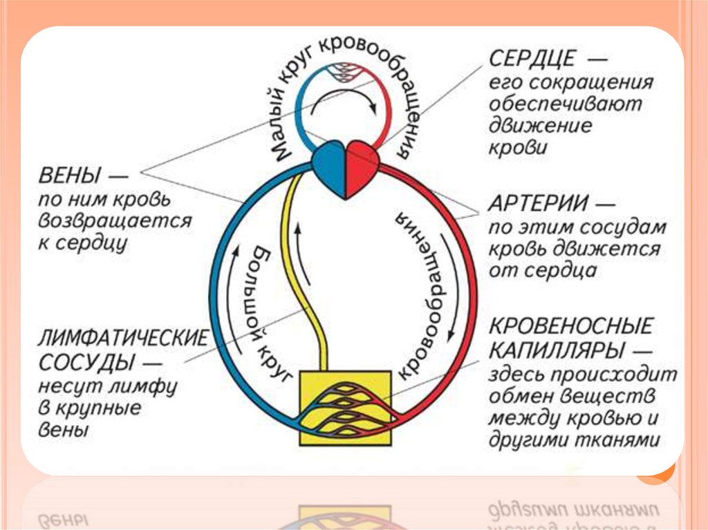 Общая схема кровообращения особенности микроструктуры сердечной мышцы цикл сердечных сокращений