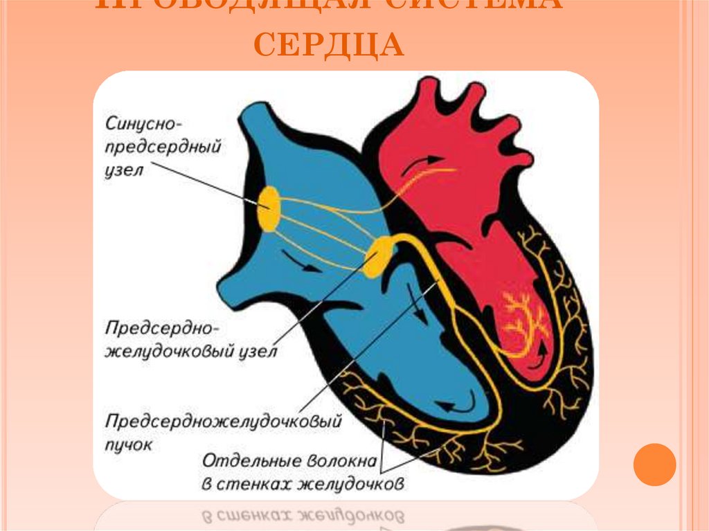 Автоматия сердца презентация