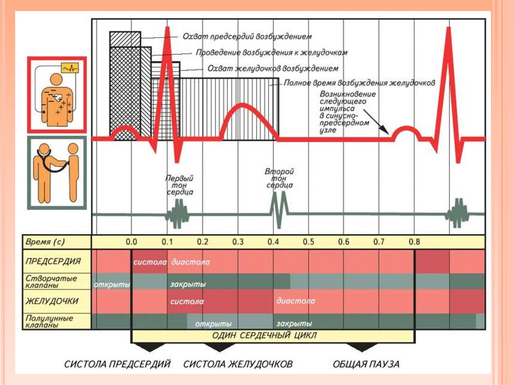 Время возбуждения. Чистота биение сердца близнецов. Частота биения сердца у ленивца. Регистрация биотоков сердца называется. Частота биения сердца у дельфина.