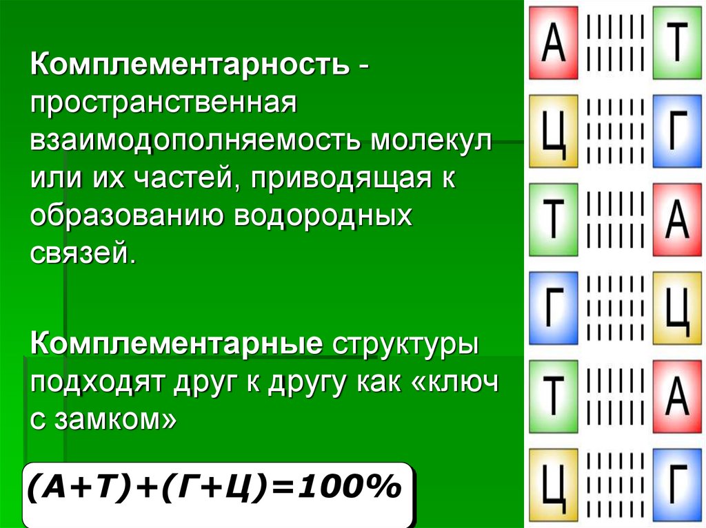 Комплементарность молекул. Комплементарность нуклеотидов генетика. Комплементарность биология генетика. Комплементарность а т у г ц. Принцип комплементарности генетика.