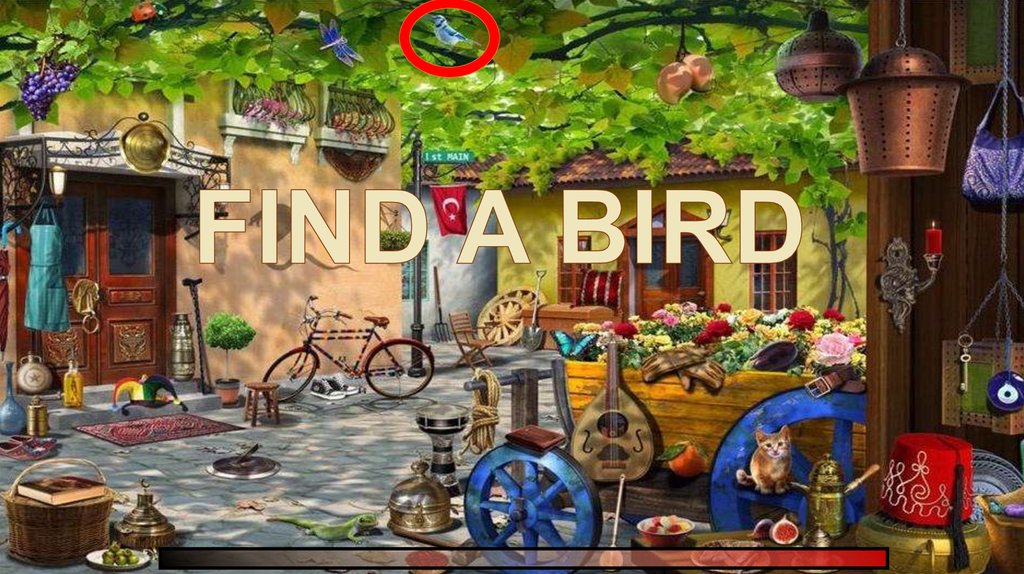 FIND A BIRD