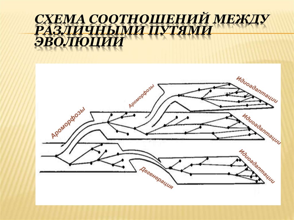 Схема соотношений между ароморфозом идиоадаптацией и дегенерацией