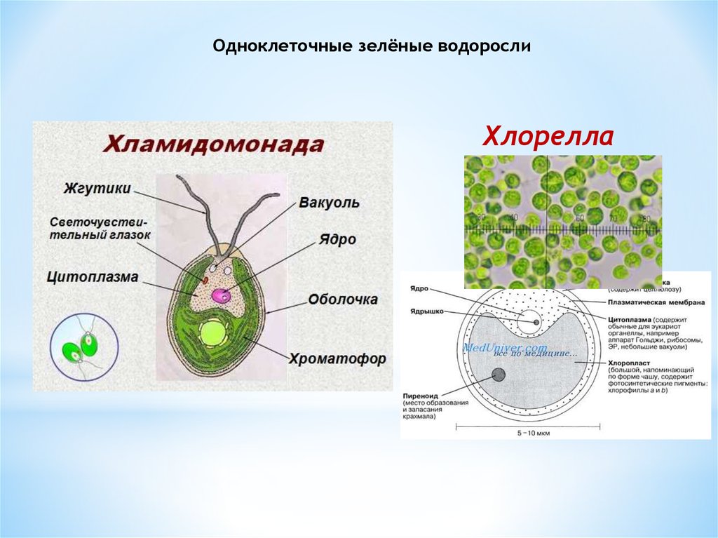 В каких биотехнологиях используют одноклеточные водоросли. Одноклеточная водоросль хламидомонада. Зелёные водоросли хлорелла одноклеточеые. Строение одноклеточной зеленой водоросли хлореллы. Одноклеточная водоросль хлорелла строение.