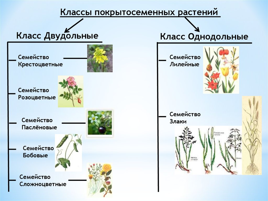 Сколько классов растений. Классы растений. Класс Однодольные растения. Какие есть классы растений. Семейство злаки и семейство Сложноцветные.