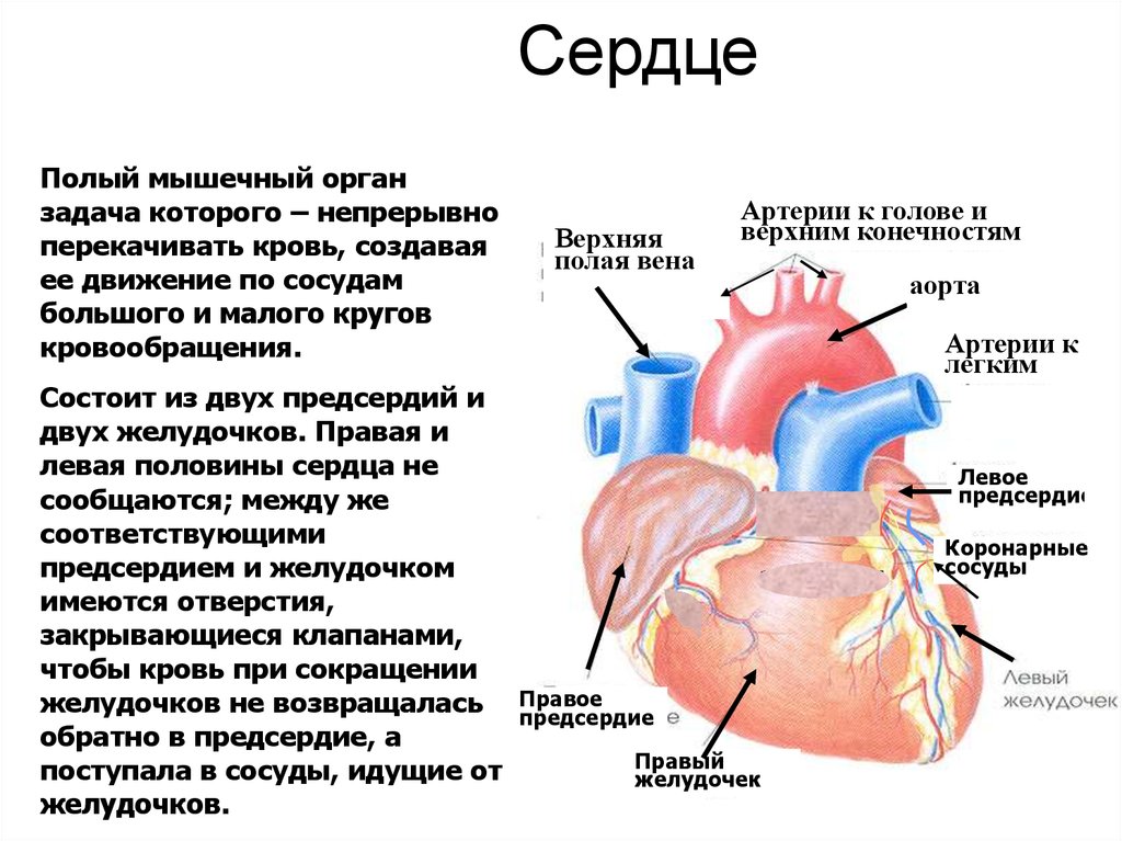 Из желудочков кровь выходит. Сердце это мышца или орган. Сердце перекачивает кровь.