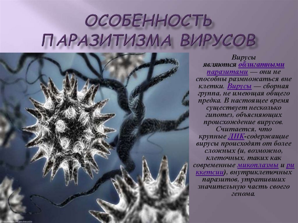 Вирусы 7 класс биология