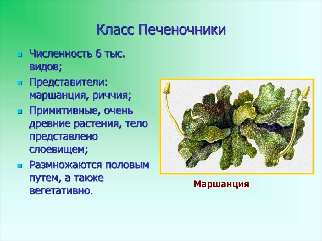 Отдел моховидные презентация 6 класс