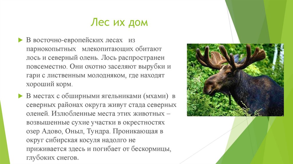 Лось 90. Где обитает Лось. Лось где обитает в России. В каких лесах обитает Лось. Карта обитания лосей.