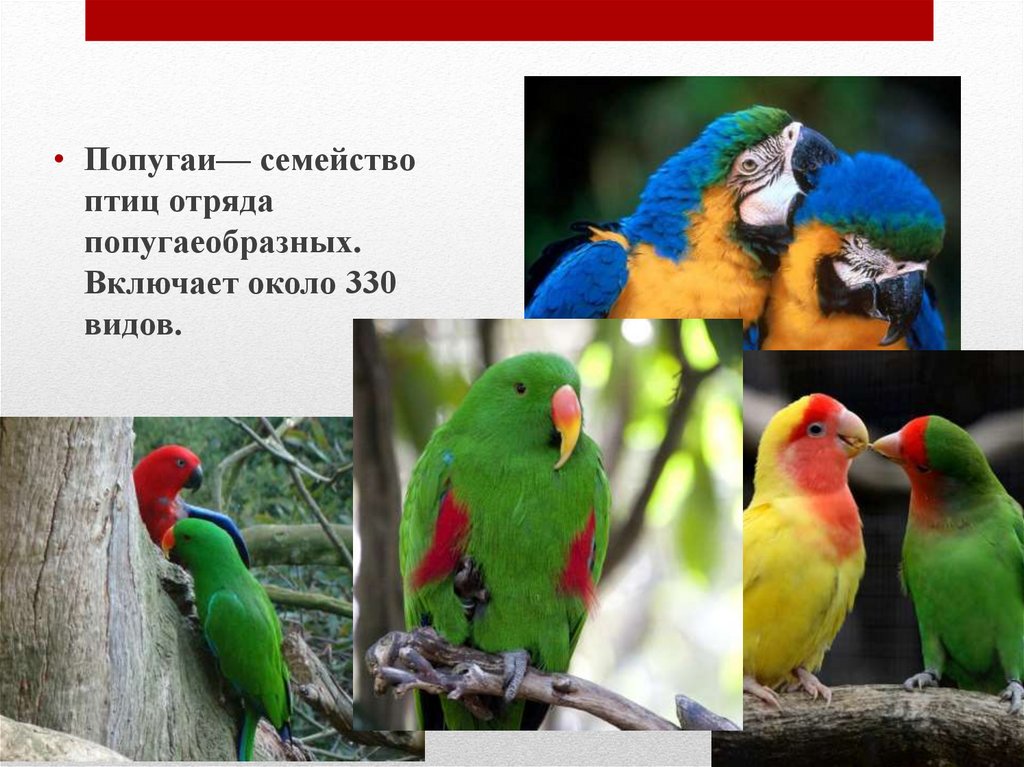 Какие слова говорят попугаи. Семья попугаев. Отряд попугаеобразные. Попугай для презентации. Попугаевые семейства птиц.