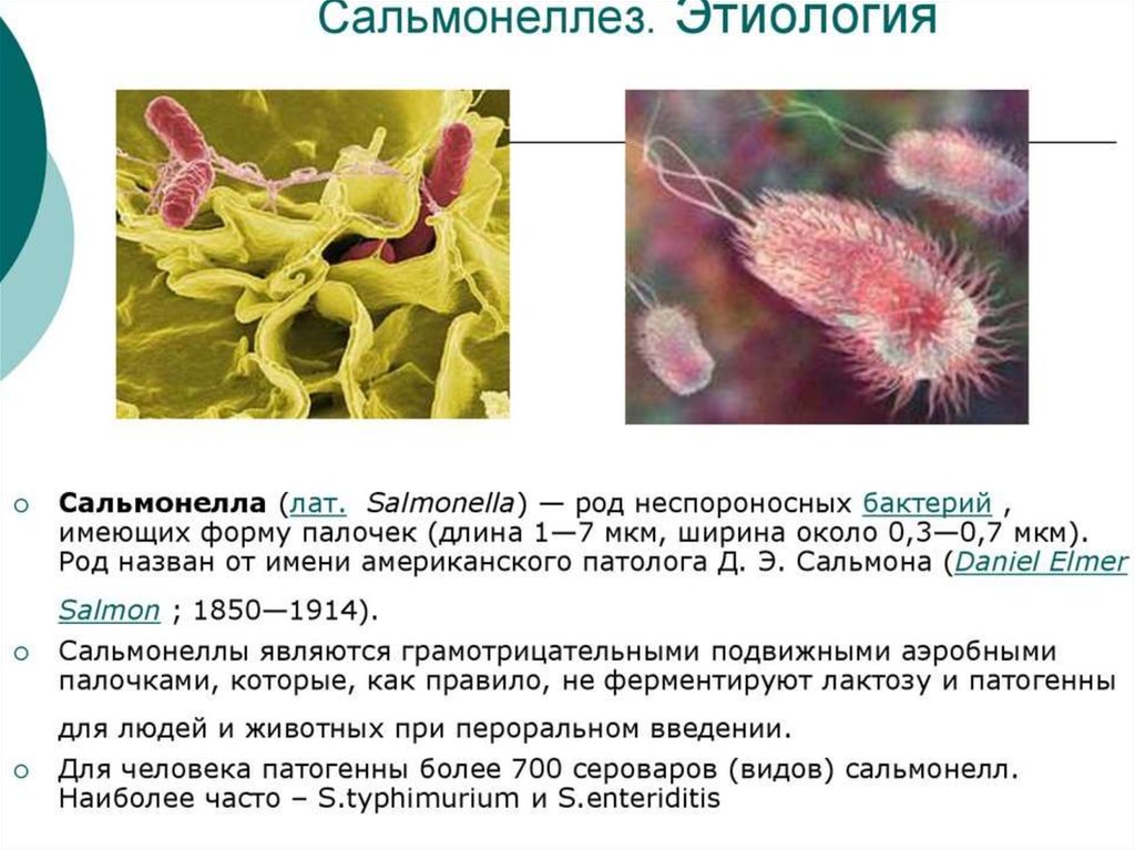 Сальмонеллез сельскохозяйственных животных презентация