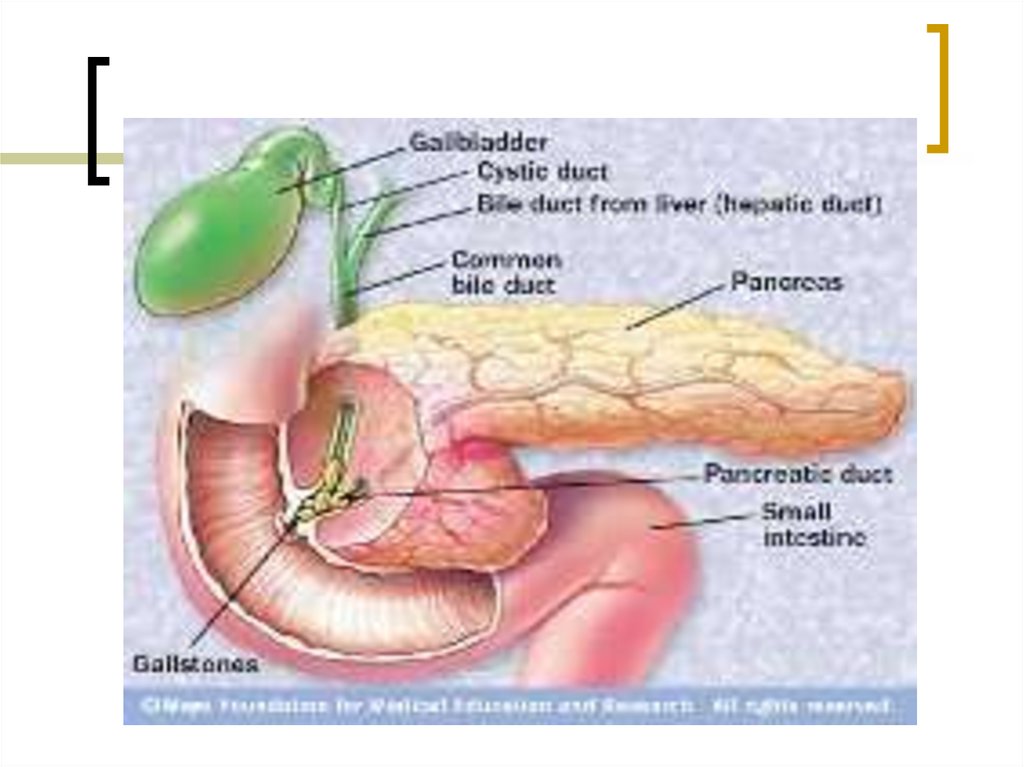 Желудка поджелудочной железы желчного пузыря