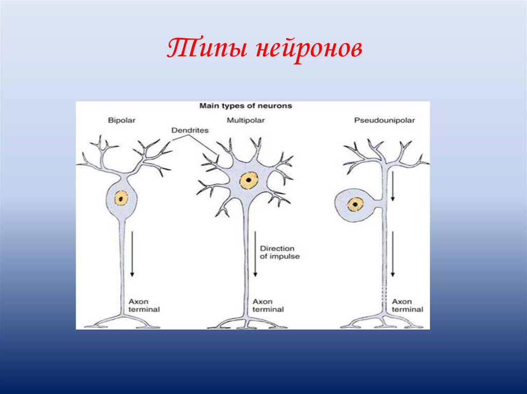 Примеры нервных клеток. Нервная клетка. Типы нейронов. Изображение нервной клетки. Строение нервной клетки рисунок.