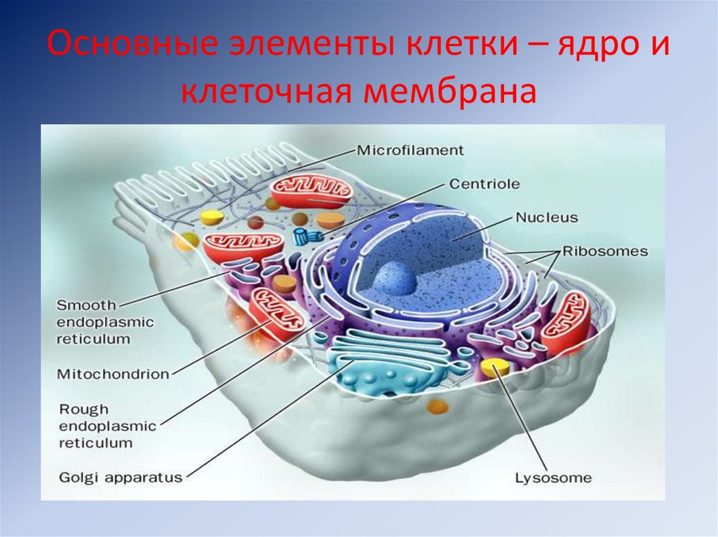 Структурный компонент мембраны клетки. Структурные элементы клетки. Основные структурные элементы клетки. Основные структурные компоненты клетки. Назовите структурные элементы клетки.