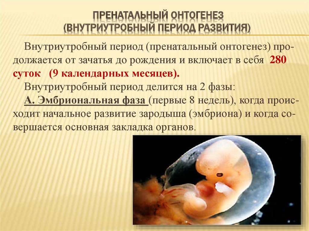 Онтогенез 3 периода. Периоды пренатальный антенатальный перинатальный. Пренатальный период эмбриональный. Внутриутробный период развития периодизация. Внутрецтробгый периоды.