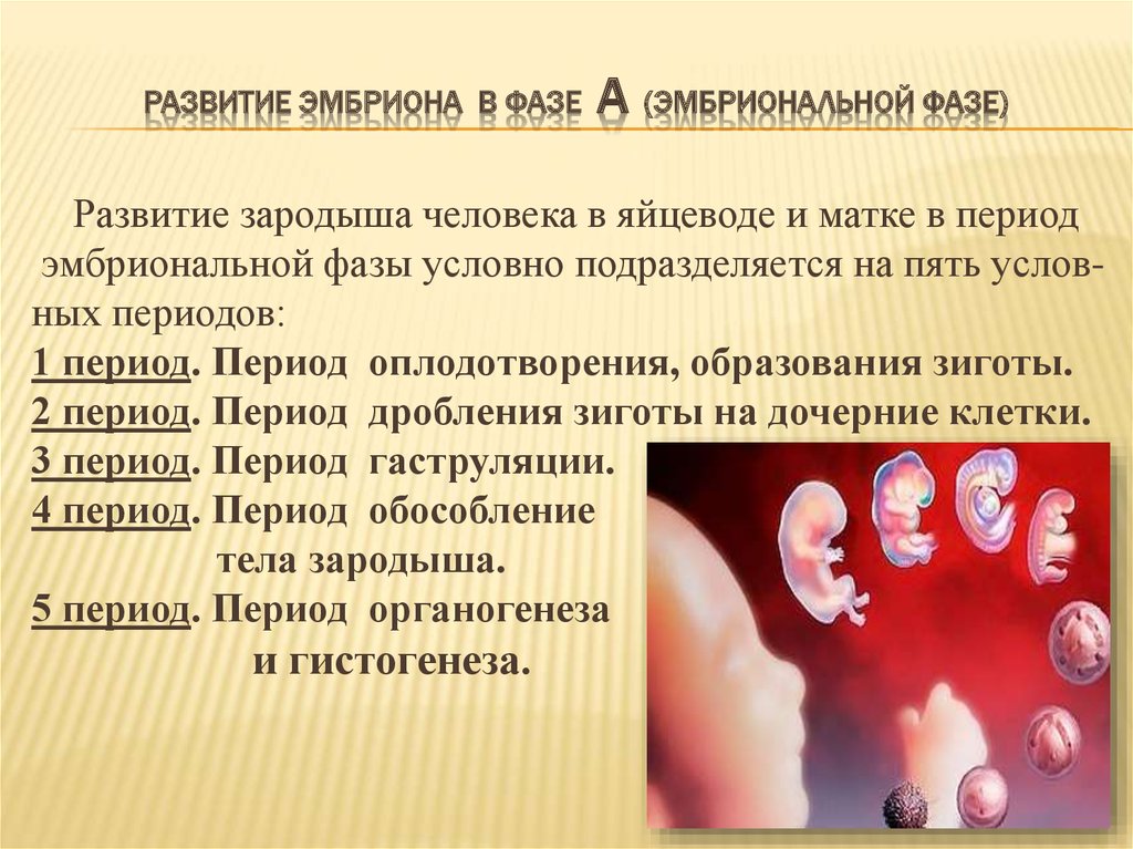 Наличие у зародыша человека. Этапы зародышевого развития человека. Стадии развития зародыша человека. Стадии развития эмбриона человека. Этапы формирования эмбриона.