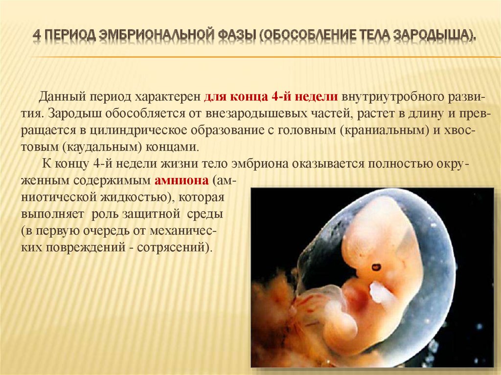 Наличие у зародыша человека. Эмбриональный период фетальный период.