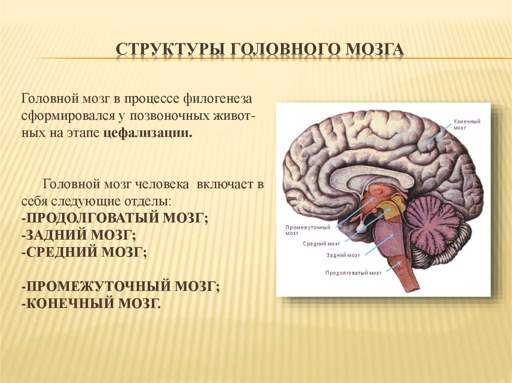 Структура головного мозга включает. Структурные компоненты головного мозга. Головной мозг структура строение. Струры головного мозга. Структура Головног омзга.