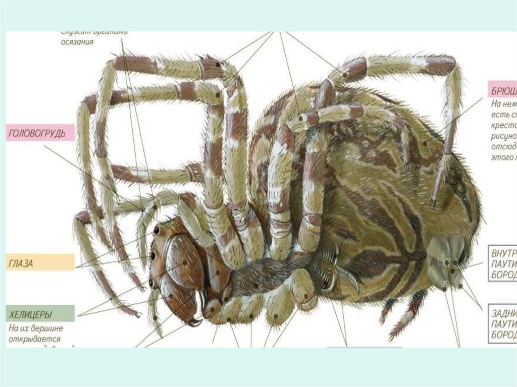 Паукообразные паутинные железы. Паутинные железы человека паука. Строение паутины паука. Химический состав паутины. Химическое строение паутины.