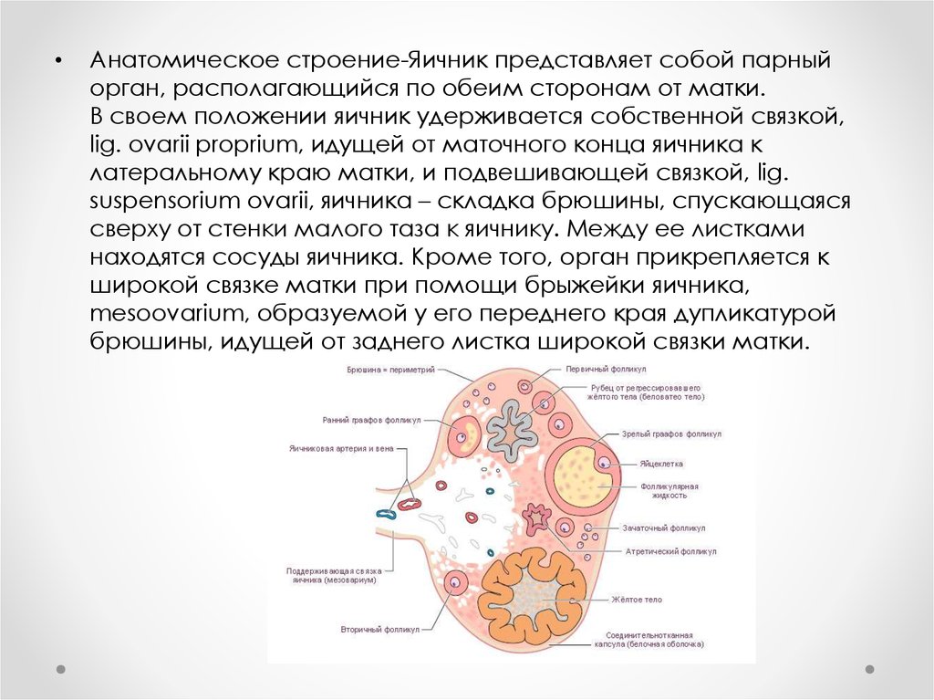 Внутреннее строение яичника. Яичник анатомия строение внешнее. Анатомическое строение яичника. Строение яичника анатомия края. Строение яичника связки.