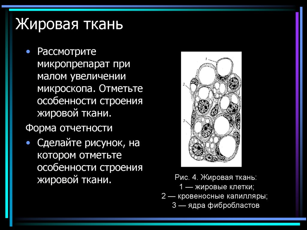 Жировая ткань рисунок