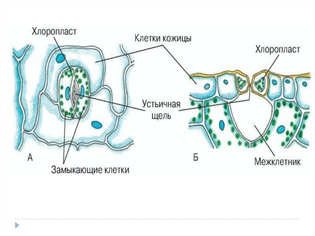 Строение устьица. Схема строения устьица. Строение устьица и клеток листа. Клеточное строение листа устьице. Схема строения устьиц клеток.