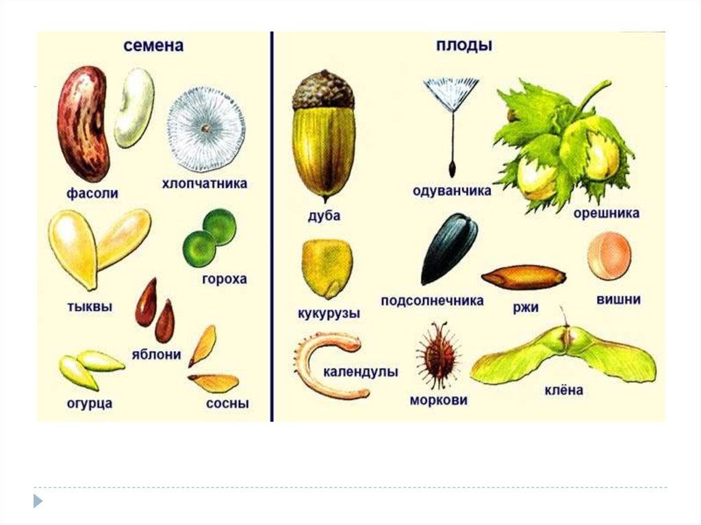 Как отличить плод. Типы плодов и строение семени. Строение плодов типы плодов. Плоды растений. Плоды и семена растений.