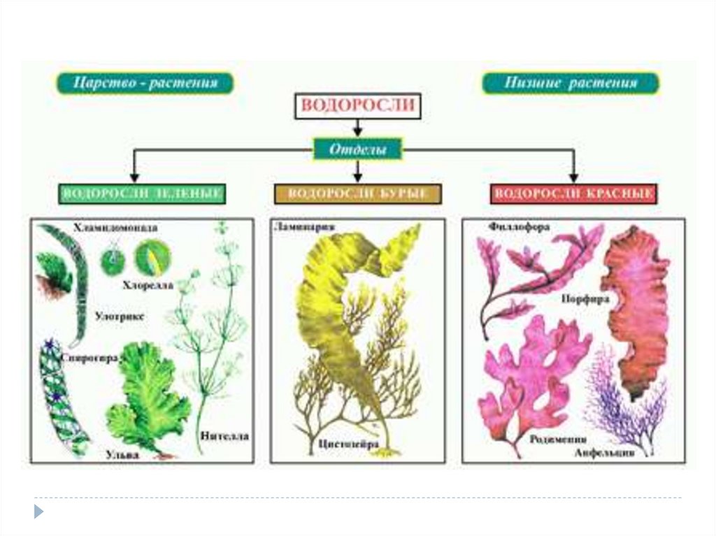 Схема растений низшие высшие. Схема отделов водорослей. Эволюция растений водорослей таблица. Схема водорослей по биологии. Царства растений высшие растения низшие растения.
