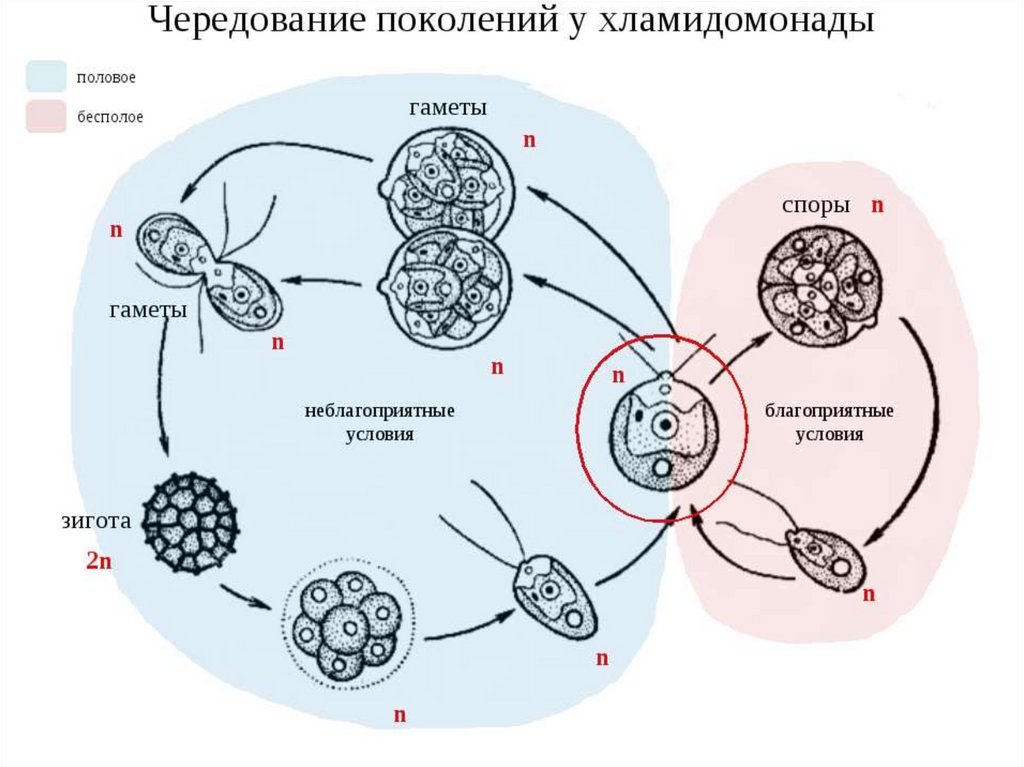 Водоросли хромосомы. Жизненный цикл хламидомонады ЕГЭ. Развитие хламидомонады схема. Цикл развития хламидомонады схема. Жизненный цикл чередование поколений у водорослей.