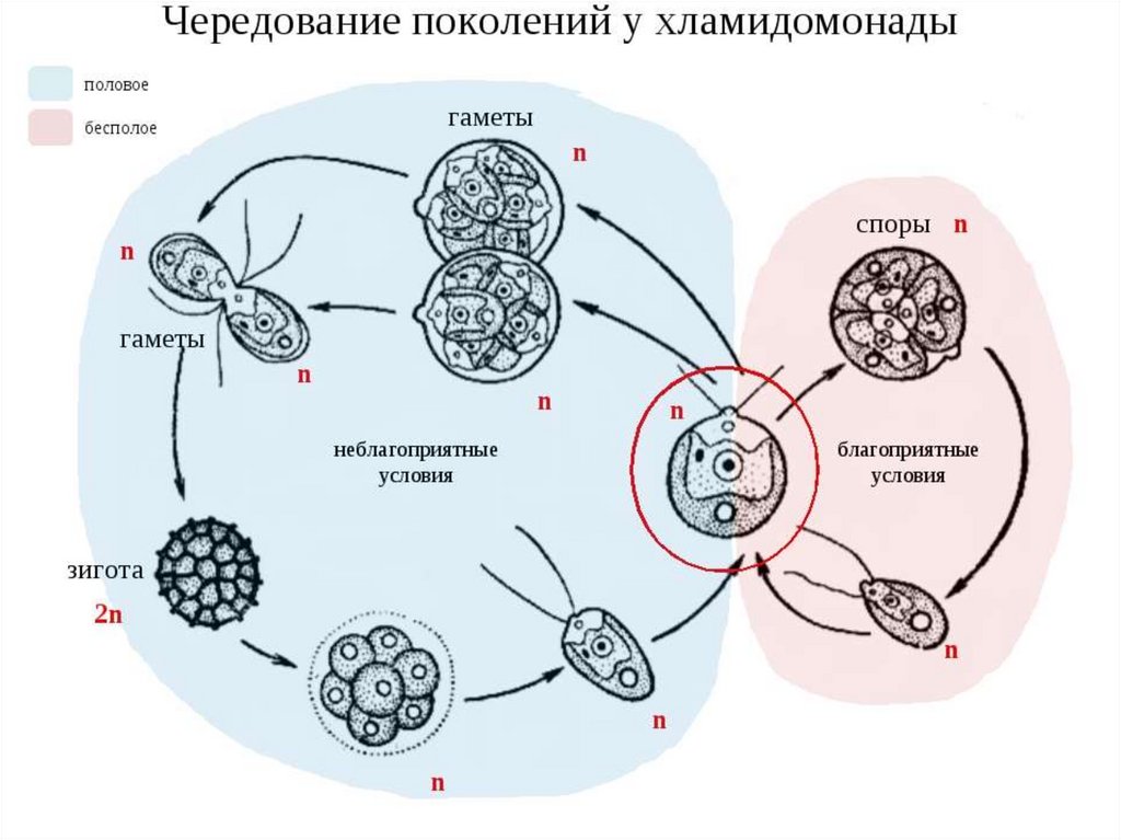 Вместилище бесполых спор