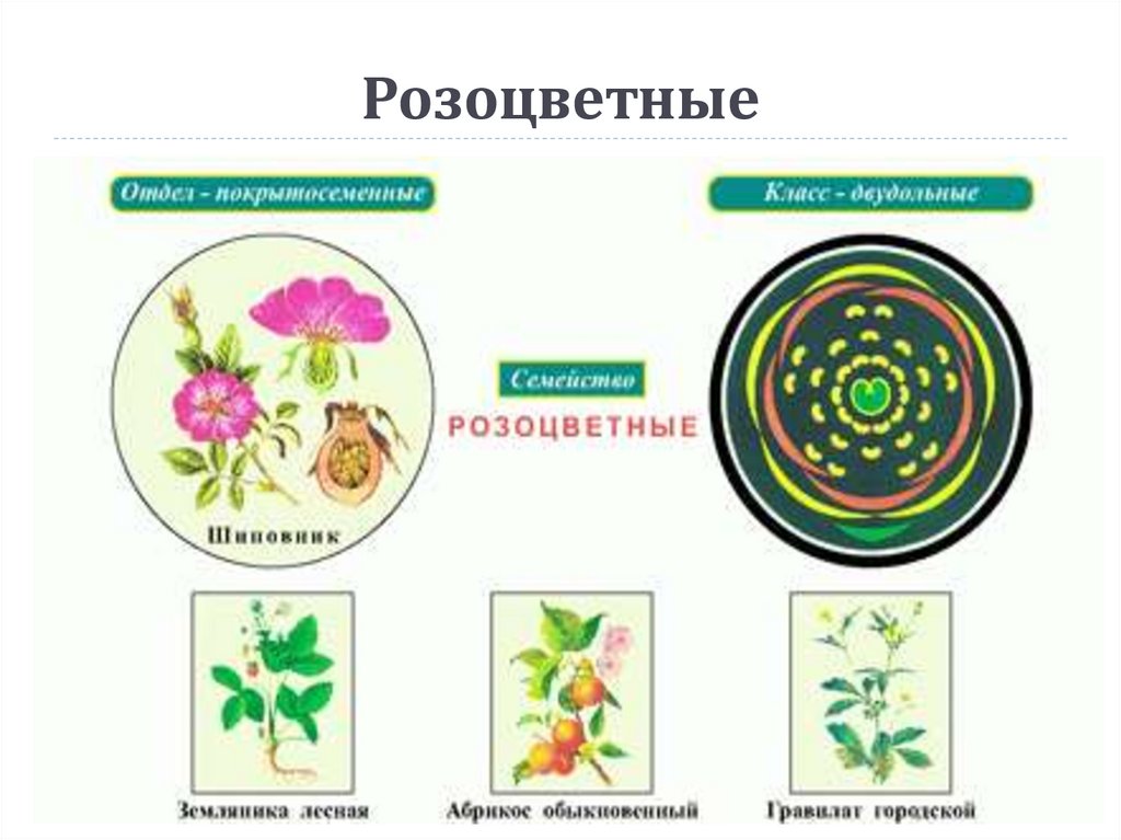 Семейства растений рисунки. Цветки семейства розоцветных схема. Семейство покрытосеменных Розоцветные. Семейство Розоцветные ботаника. Размножение розоцветных растений.