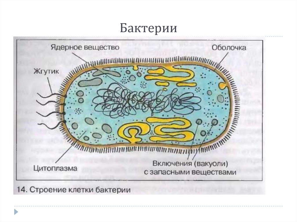 Отметьте особенности строения бактерий значение в природе. Ядерное вещество у бактерий расположено в. Строение цитоплазмы бактерий. Строение бактериальной клетки. Строение бактериальной клетки ЕГЭ.