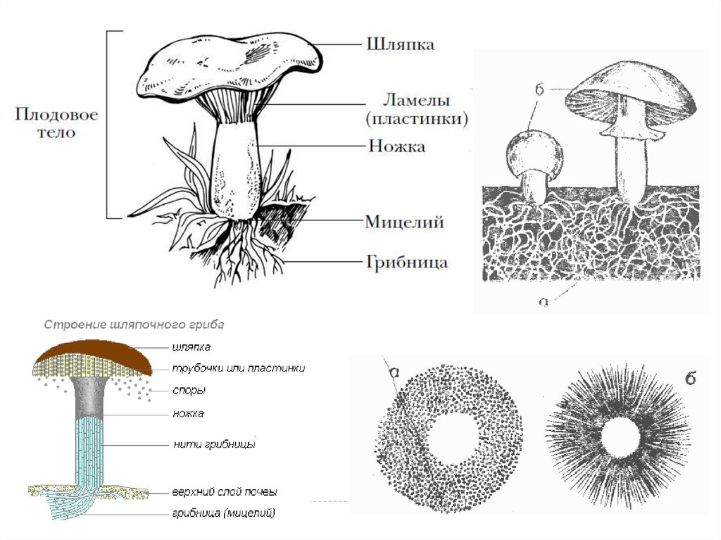 Трубчатое и пластинчатое плодовое тело. Строение шляпочного гриба строение. Строение шляпочных грибов ЕГЭ. Схема плодовое тело шляпочного гриба. Строение тела шляпочного гриба.
