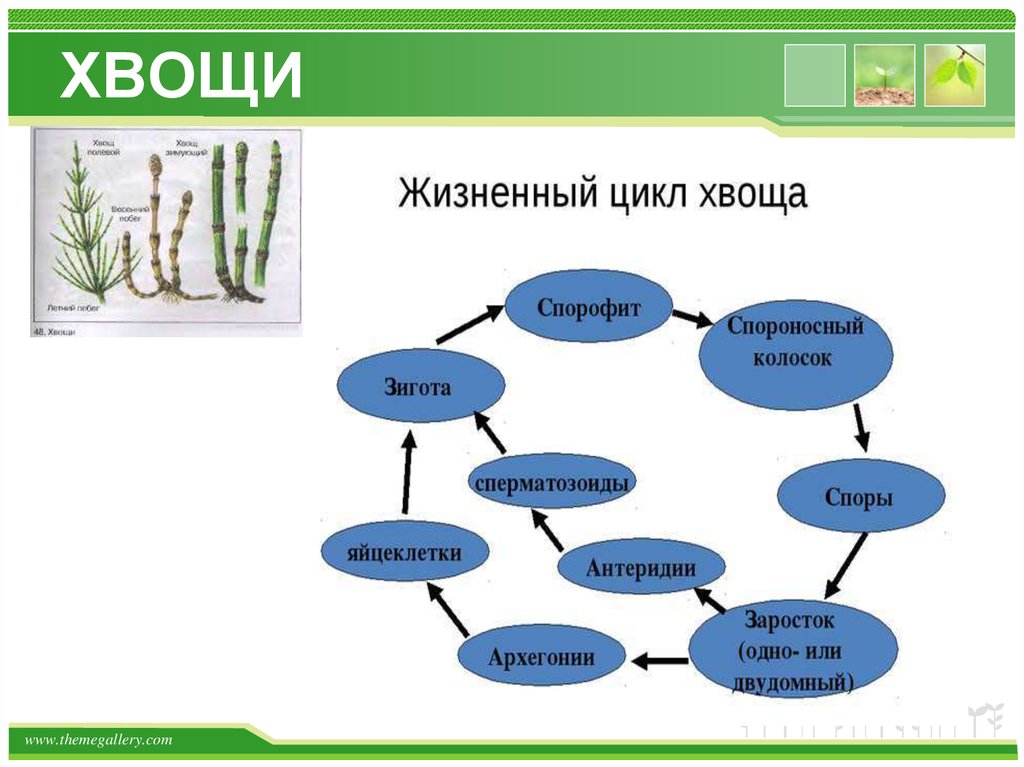 Цикл развития хвоща схема