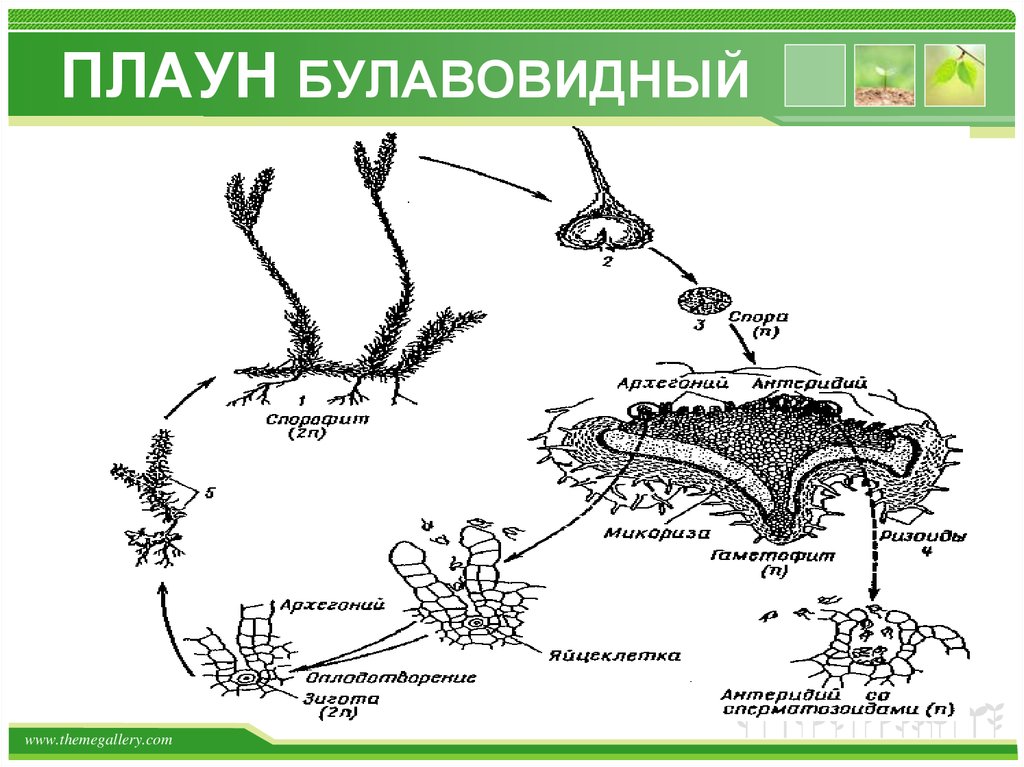 Схема развития плауна