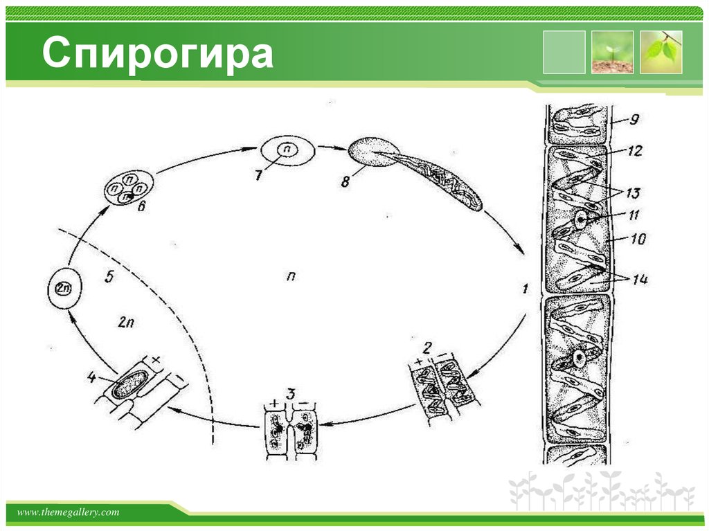 Спирогира развитие