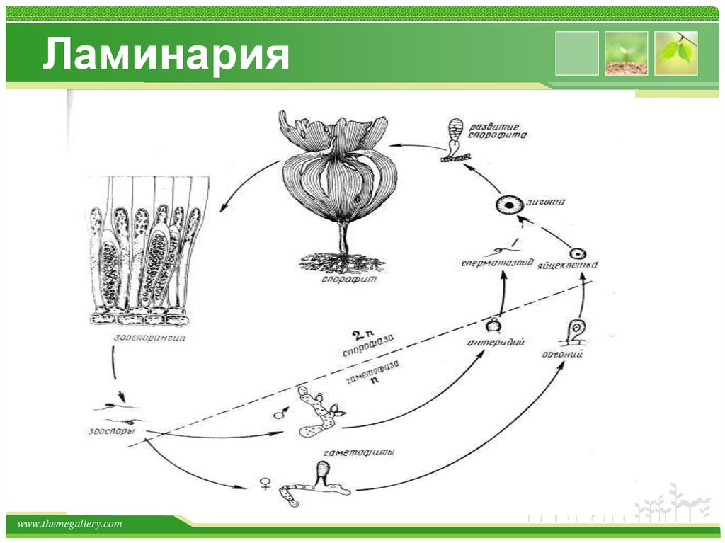 Пихта сицилийская цикорий ульва