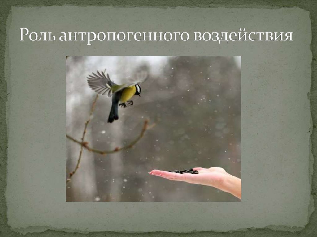 Роль антропогенного воздействия