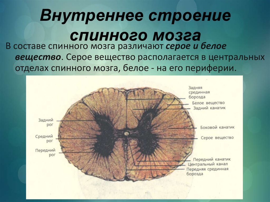 Что обозначено на рисунке буквой а серое вещество белое вещество