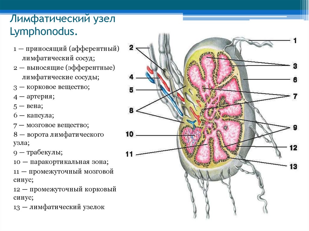Увеличение лимфоузлов селезенки. Лимфоузлы почки анатомия. Схему строения тимуса, лимфатического узла.. Строение лимфатического узла анатомия. Регионарные лимфатические узлы почки.