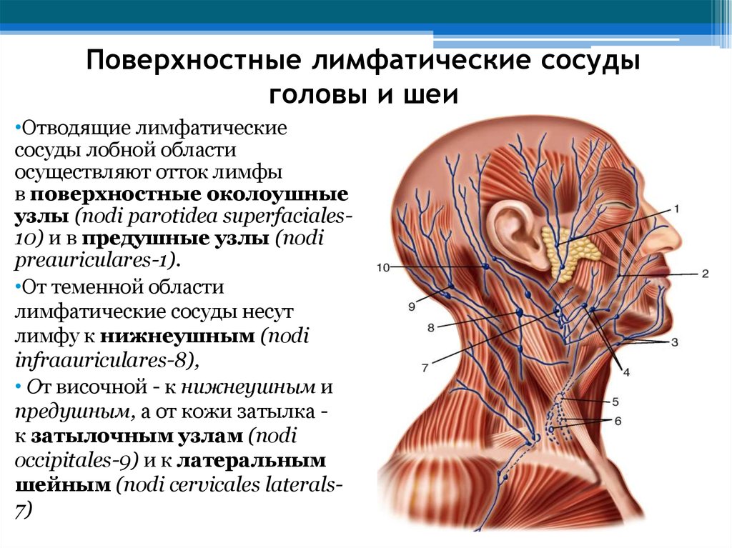 Куда оттекает. Лимфатические узлы анатомия расположение. Схема оттока лимфы от головы и шеи. Лимфатическая система головы человека анатомия.